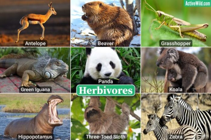 Animals that eat grass