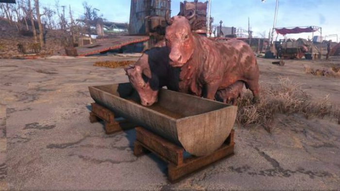 Brahmin meat fallout 4