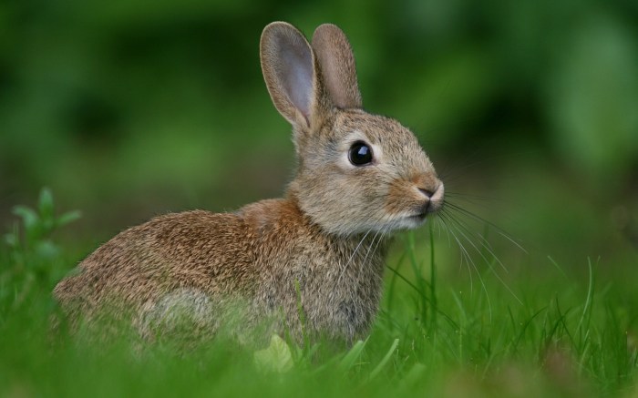 The forest rabbit cage