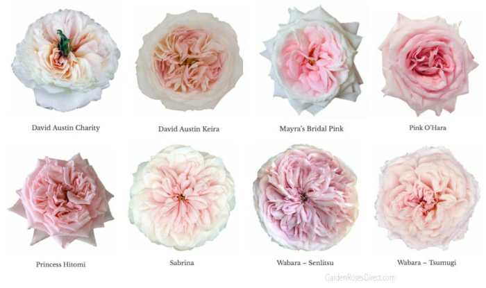 Pink rose color names