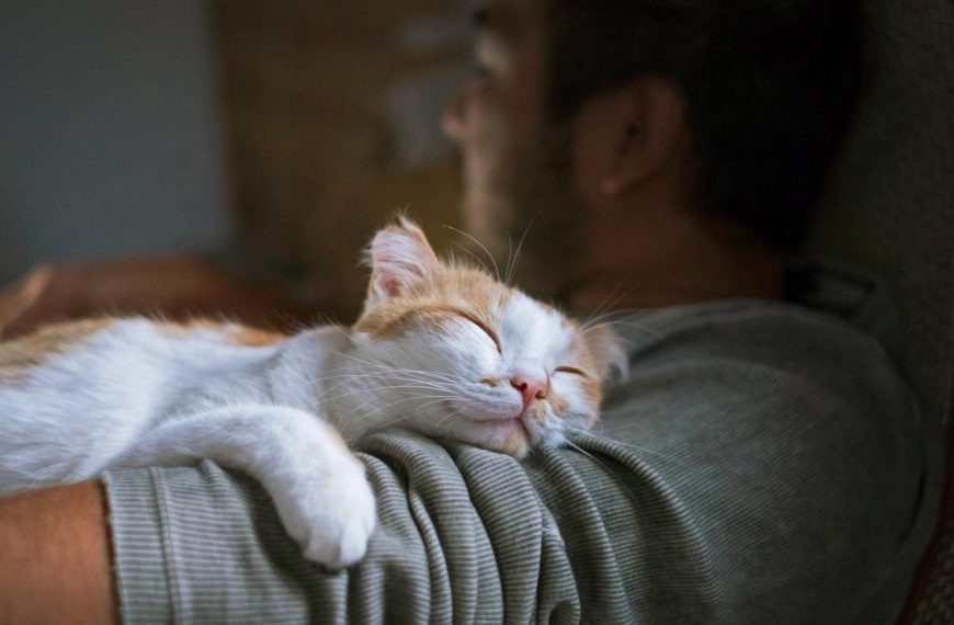 Why cats sleep with you