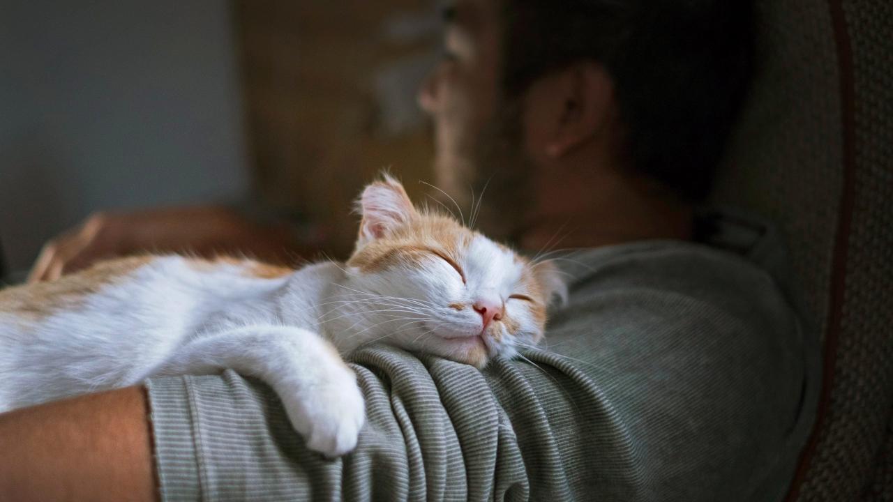 Why cats sleep with you