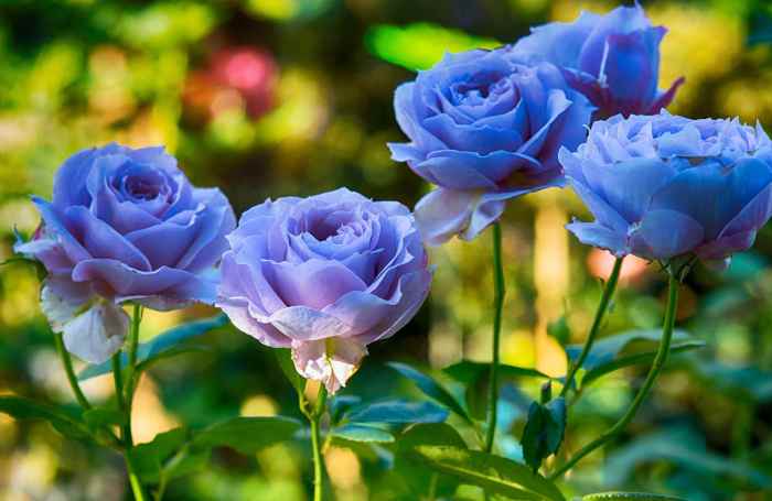 How to breed blue roses