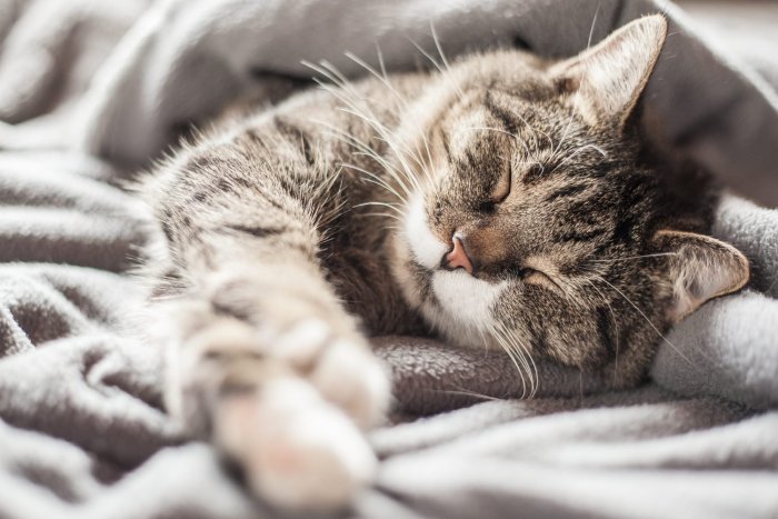 Cats sleeping by feet