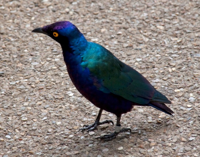 Blue and purple bird