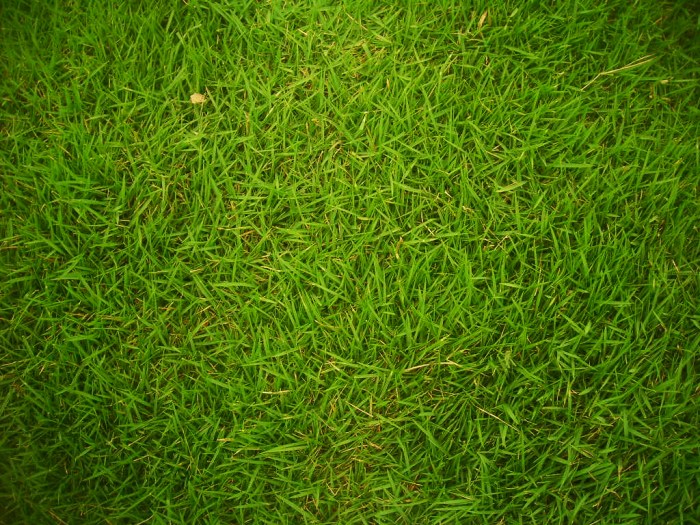 Grass file grasses lawn texture commons wikimedia description wikipedia wiki common good artificial