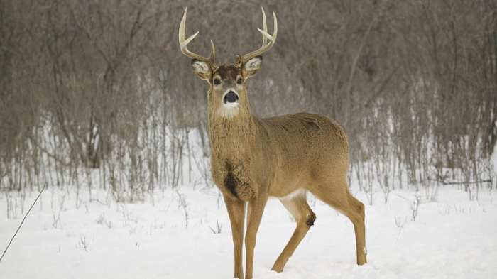 Deer free winter armor