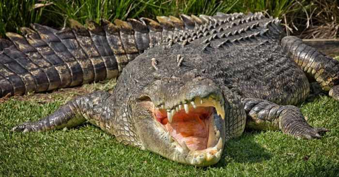 Can you kill a crocodile
