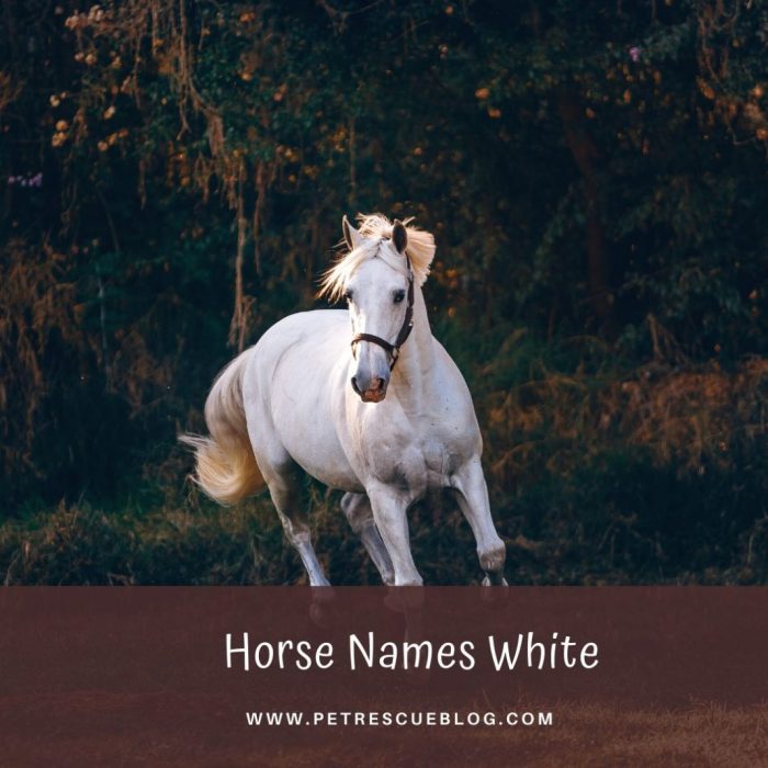 Names for white horse