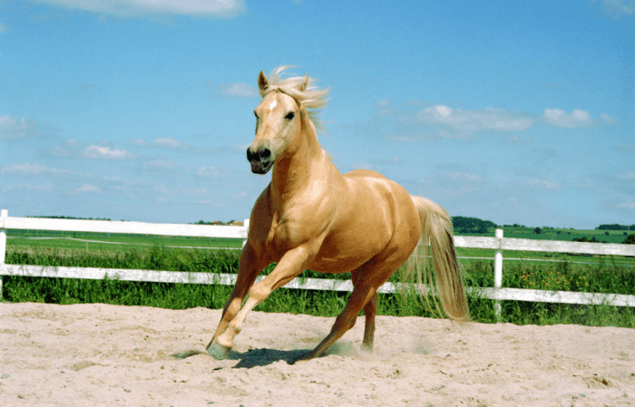 Triple thoroughbred speeds fastest breeds insiderhorse