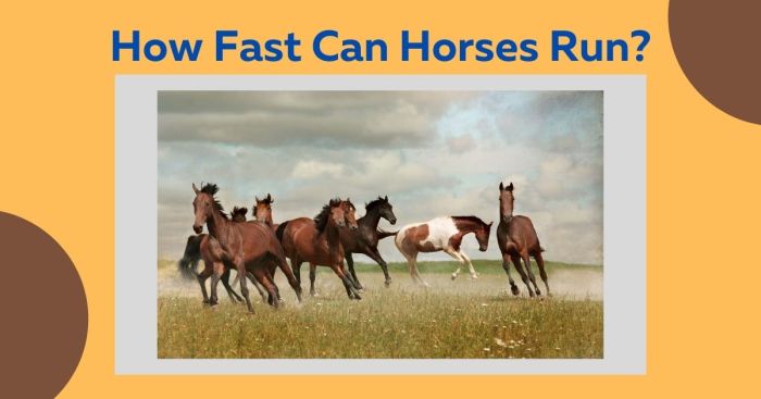 Triple thoroughbred speeds fastest breeds insiderhorse