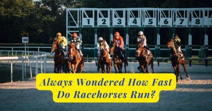 Racehorses quicker races progressively gotten