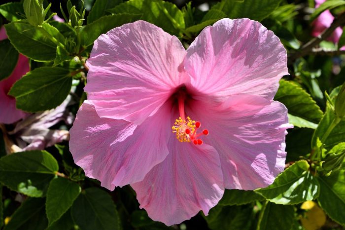 My hibiscus won't flower