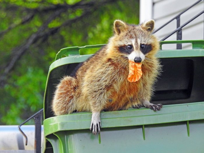 Where to get a raccoon