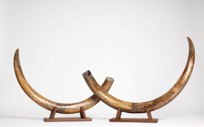 Mammoth tusks for sale