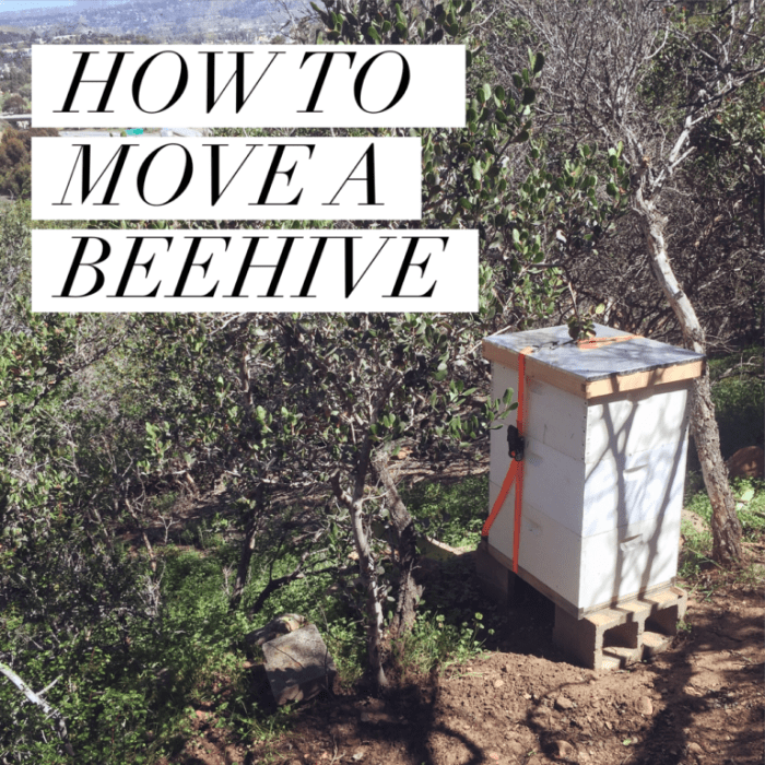 How to move beehive