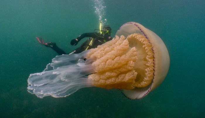 How to kill jellyfish