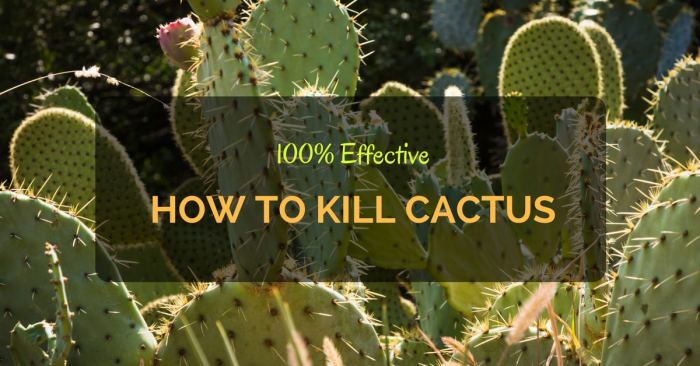 Can a cactus kill you