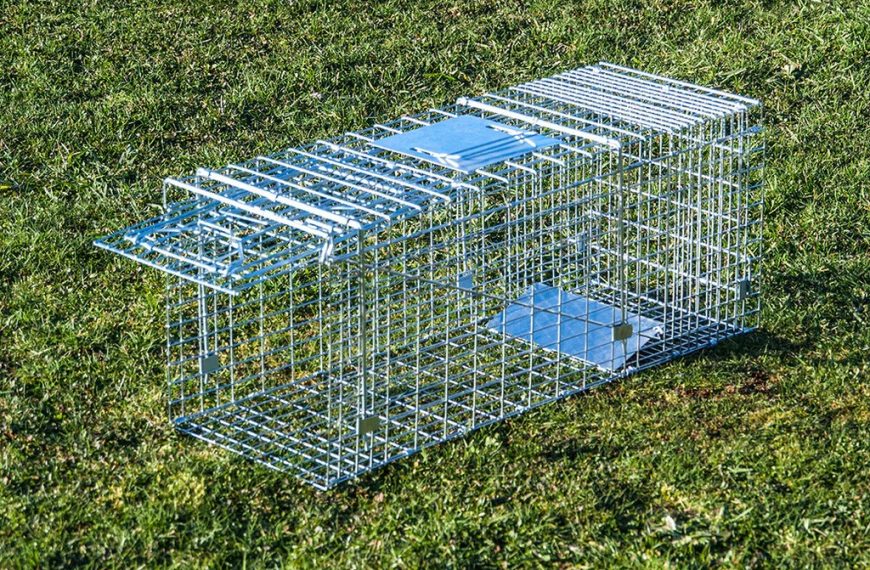 Trap traps animal raccoon live cage raccoons wildlife catch 1079 havahart woodstream inch trapping belleville control cat humane rid michigan