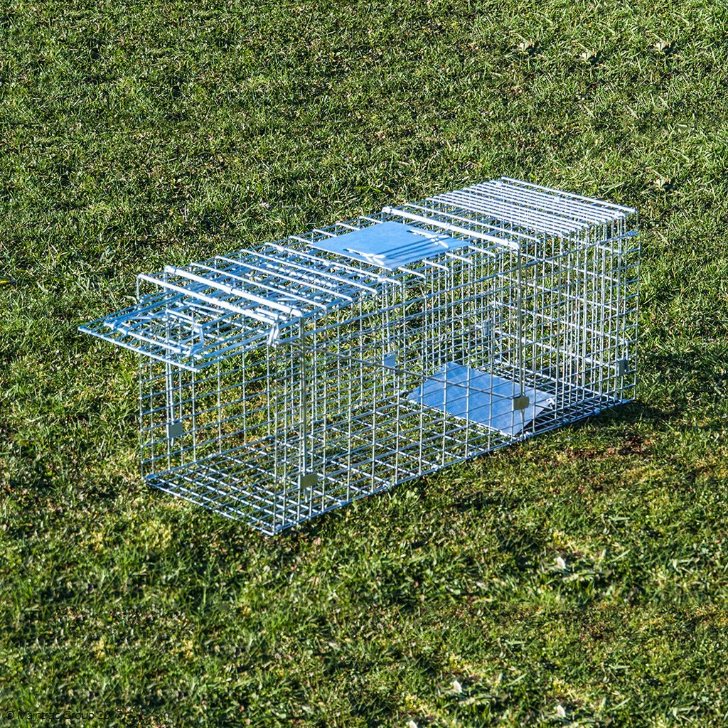 Trap traps animal raccoon live cage raccoons wildlife catch 1079 havahart woodstream inch trapping belleville control cat humane rid michigan