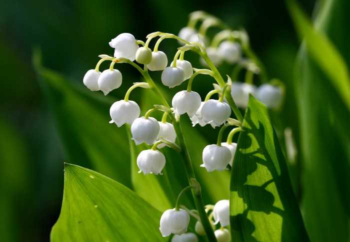 Horticulture upgardener lilyofthevalley