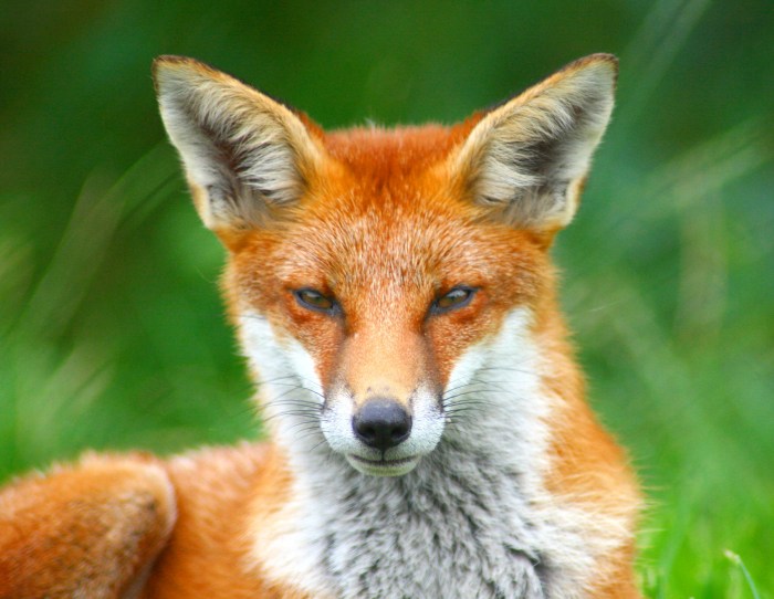 Foxy is looking foxy