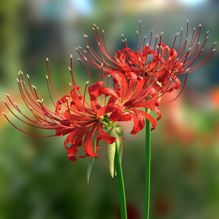 Spider lily lilies red lycoris plant penick flowers radiata sunset southern digging 2007 lilly planting