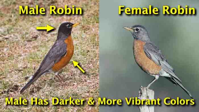 Does robin have a brother