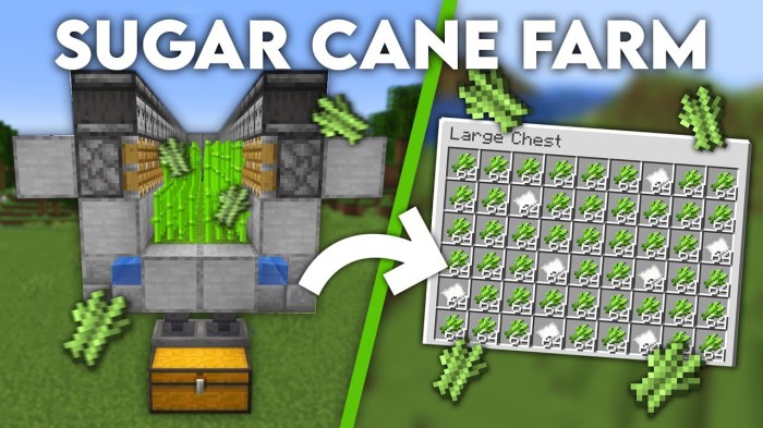 Create sugar cane farm