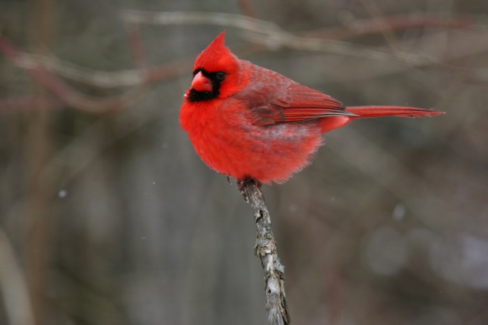 Cardinal northern file birds cardinals commons