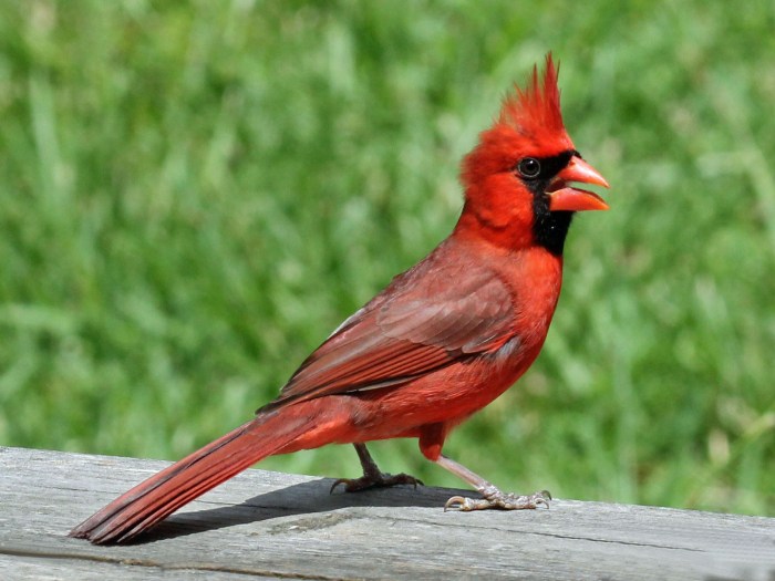 Cardinal northern male file wikimedia cardinals birds cardinalis cardinalidae north commons female wikipedia description usa vs juvenile