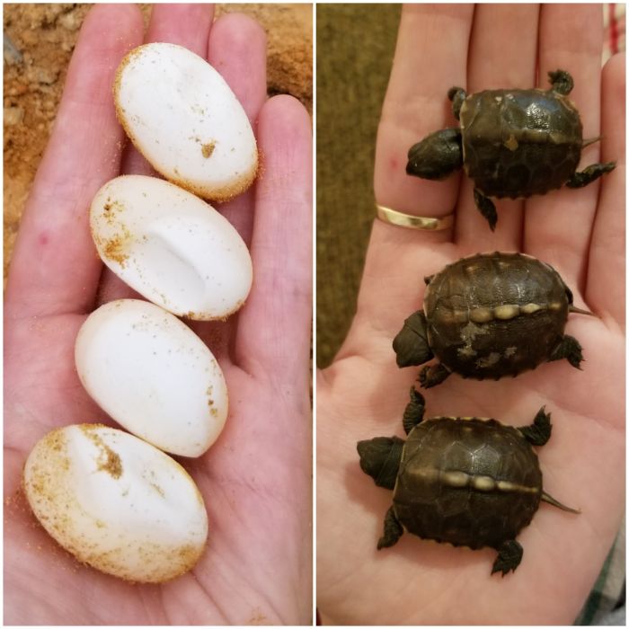 Turtle turning eggs