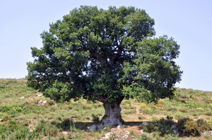 Oak tree in minecraft
