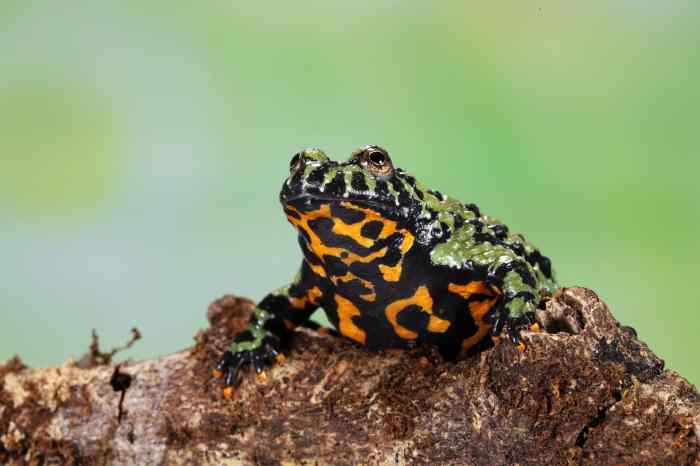 Toad with red spots