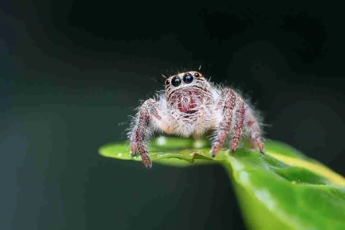 Spiders succulents attract arthropod arachnid webs tokkoro donate