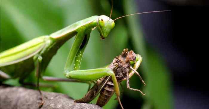 Mantis vs black widow