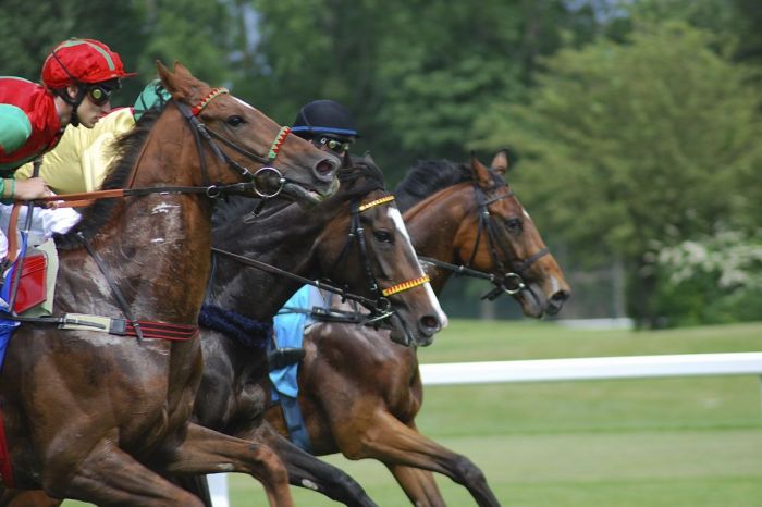 How fast racehorses run
