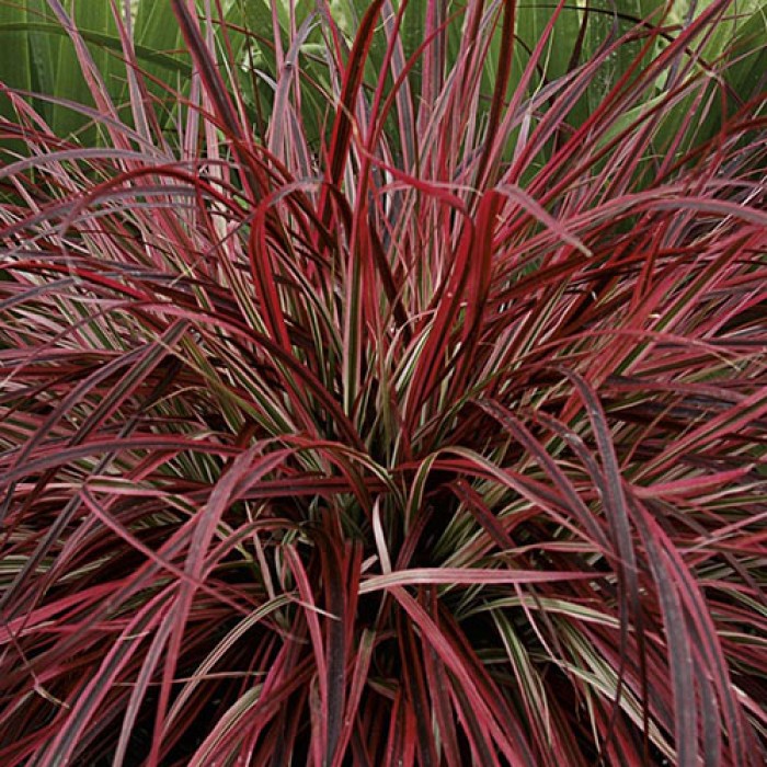 Imperata red baron cylindrica nz grass perennial ornamental characteristics physical plants tall