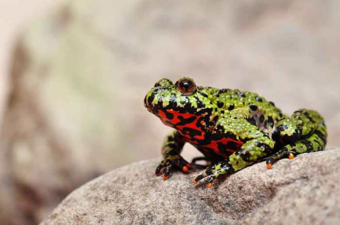 Bellied toads toad bombina orientalis exotic