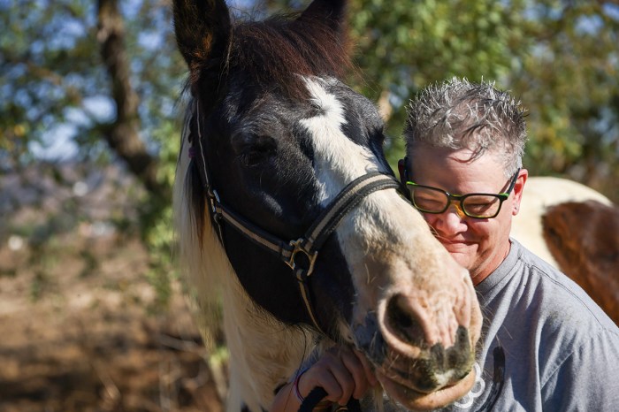 Heal horse wounds blends stunning oil horses oils essential
