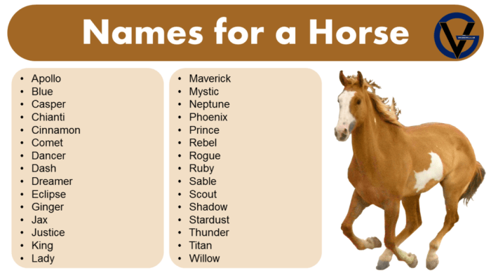 Good White Horse Names - EDUSTARS