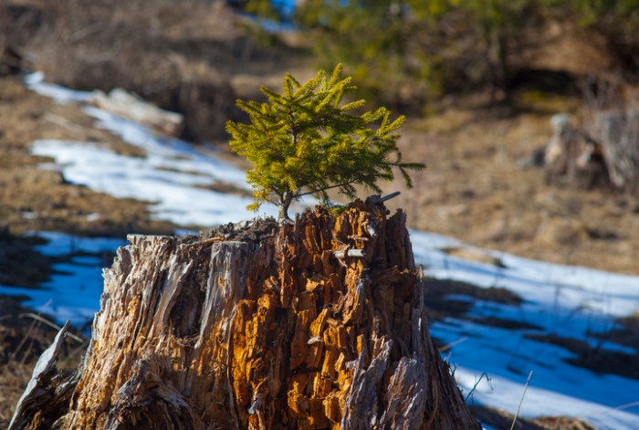 Tree stump growing back