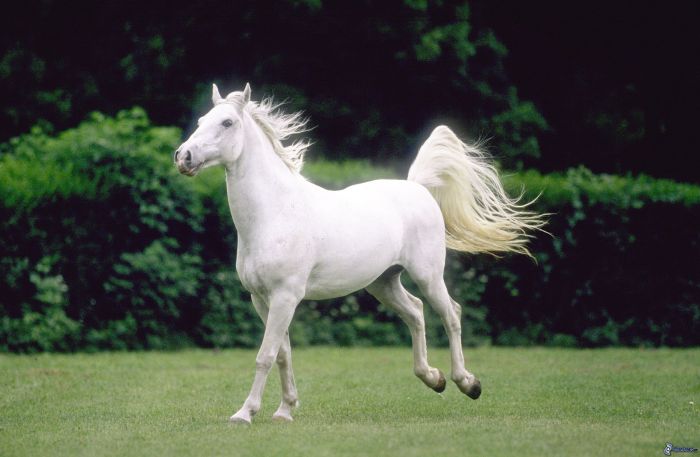 Horse animals stunning fanpop