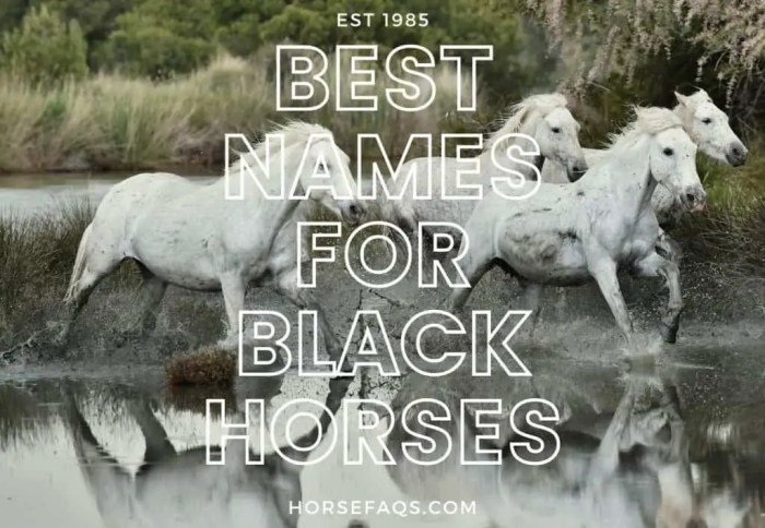 Names horse horses name cute list pet pony hamster girl please boy hamsters baby animals below comment down unique race