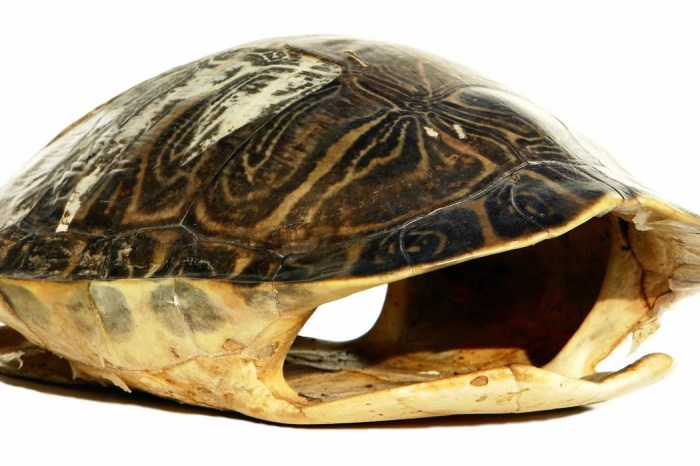 Turtle shell from mario