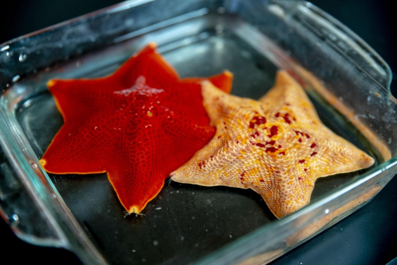 Food 選擇 圖版 starfish