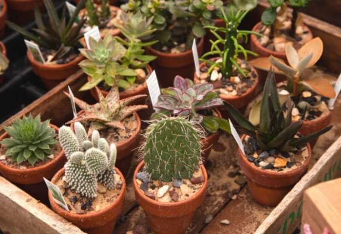 Cacti care tips