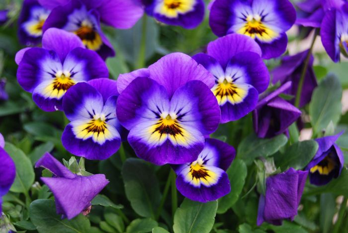 Violet viola spring garden family flowers pansy plant violets purple flora flowering petal annual land flower pansies pxhere nature domain