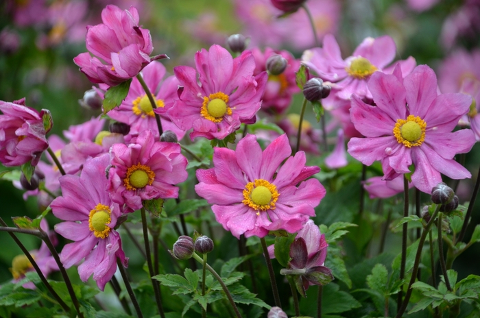 Anemone curtain