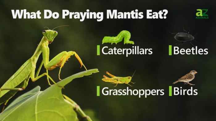 What does mantis eat ark